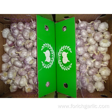 Normal White Garlic New Crop With Best Quality